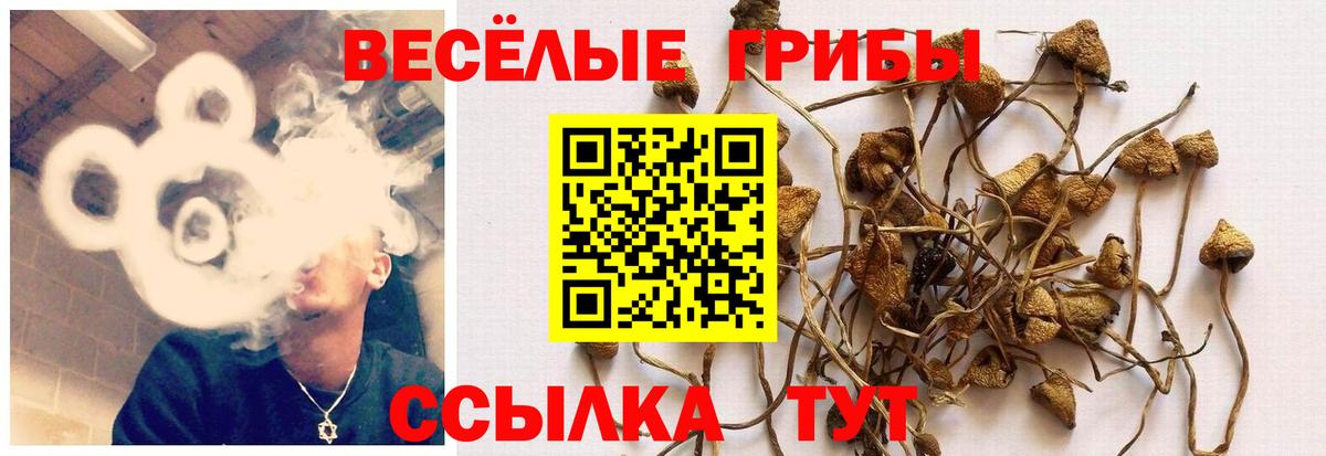 Галлюциногенные грибы Psilocybe  Вход с VPN  Грязи 